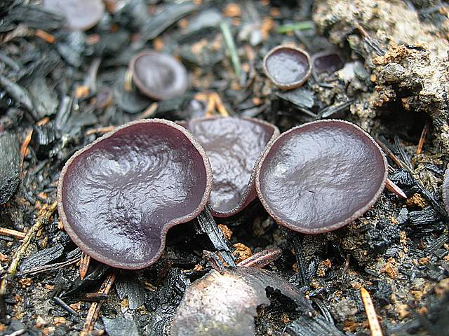 Il Fungo della settimana  (2)   Peziza violacea   Pers.